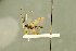  ( - BC-ZSM-HYM-27566-A03)  @11 [ ] CreativeCommons - Attribution Non-Commercial Share-Alike (2016) SNSB, Staatliche Naturwissenschaftliche Sammlungen Bayerns ZSM (SNSB, Zoologische Staatssammlung Muenchen)