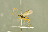  ( - BC-ZSM-HYM-27566-A05)  @11 [ ] CreativeCommons - Attribution Non-Commercial Share-Alike (2016) SNSB, Staatliche Naturwissenschaftliche Sammlungen Bayerns ZSM (SNSB, Zoologische Staatssammlung Muenchen)