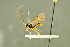  ( - BC-ZSM-HYM-27566-A06)  @13 [ ] CreativeCommons - Attribution Non-Commercial Share-Alike (2016) SNSB, Staatliche Naturwissenschaftliche Sammlungen Bayerns ZSM (SNSB, Zoologische Staatssammlung Muenchen)