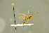  ( - BC-ZSM-HYM-27566-A07)  @11 [ ] CreativeCommons - Attribution Non-Commercial Share-Alike (2016) SNSB, Staatliche Naturwissenschaftliche Sammlungen Bayerns ZSM (SNSB, Zoologische Staatssammlung Muenchen)