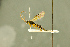  (Mesoleius obliquus - BC-ZSM-HYM-27566-A08)  @11 [ ] CreativeCommons - Attribution Non-Commercial Share-Alike (2016) SNSB, Staatliche Naturwissenschaftliche Sammlungen Bayerns ZSM (SNSB, Zoologische Staatssammlung Muenchen)