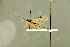  (Mesoleius opticus - BC-ZSM-HYM-27566-A10)  @15 [ ] CreativeCommons - Attribution Non-Commercial Share-Alike (2016) SNSB, Staatliche Naturwissenschaftliche Sammlungen Bayerns ZSM (SNSB, Zoologische Staatssammlung Muenchen)