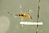  ( - BC-ZSM-HYM-27566-A11)  @11 [ ] CreativeCommons - Attribution Non-Commercial Share-Alike (2016) SNSB, Staatliche Naturwissenschaftliche Sammlungen Bayerns ZSM (SNSB, Zoologische Staatssammlung Muenchen)
