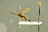  (Mesoleius roepkei - BC-ZSM-HYM-27566-A12)  @11 [ ] CreativeCommons - Attribution Non-Commercial Share-Alike (2016) SNSB, Staatliche Naturwissenschaftliche Sammlungen Bayerns ZSM (SNSB, Zoologische Staatssammlung Muenchen)