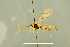  (Mesoleius styriacus - BC-ZSM-HYM-27566-B01)  @14 [ ] CreativeCommons - Attribution Non-Commercial Share-Alike (2016) SNSB, Staatliche Naturwissenschaftliche Sammlungen Bayerns ZSM (SNSB, Zoologische Staatssammlung Muenchen)