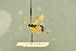  (Mesoleius hypomelas - BC-ZSM-HYM-27566-B09)  @11 [ ] CreativeCommons - Attribution Non-Commercial Share-Alike (2016) SNSB, Staatliche Naturwissenschaftliche Sammlungen Bayerns ZSM (SNSB, Zoologische Staatssammlung Muenchen)