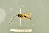  ( - BC-ZSM-HYM-27566-B10)  @11 [ ] CreativeCommons - Attribution Non-Commercial Share-Alike (2016) SNSB, Staatliche Naturwissenschaftliche Sammlungen Bayerns ZSM (SNSB, Zoologische Staatssammlung Muenchen)