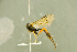  ( - BC-ZSM-HYM-27566-C11)  @11 [ ] CreativeCommons - Attribution Non-Commercial Share-Alike (2016) SNSB, Staatliche Naturwissenschaftliche Sammlungen Bayerns ZSM (SNSB, Zoologische Staatssammlung Muenchen)