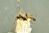  (Perispuda mesoxanthus - BC-ZSM-HYM-27566-C12)  @11 [ ] CreativeCommons - Attribution Non-Commercial Share-Alike (2016) SNSB, Staatliche Naturwissenschaftliche Sammlungen Bayerns ZSM (SNSB, Zoologische Staatssammlung Muenchen)