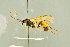  ( - BC-ZSM-HYM-27566-D01)  @11 [ ] CreativeCommons - Attribution Non-Commercial Share-Alike (2016) SNSB, Staatliche Naturwissenschaftliche Sammlungen Bayerns ZSM (SNSB, Zoologische Staatssammlung Muenchen)