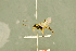  ( - BC-ZSM-HYM-27566-D05)  @12 [ ] CreativeCommons - Attribution Non-Commercial Share-Alike (2016) SNSB, Staatliche Naturwissenschaftliche Sammlungen Bayerns ZSM (SNSB, Zoologische Staatssammlung Muenchen)