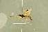  ( - BC-ZSM-HYM-27566-D07)  @12 [ ] CreativeCommons - Attribution Non-Commercial Share-Alike (2016) SNSB, Staatliche Naturwissenschaftliche Sammlungen Bayerns ZSM (SNSB, Zoologische Staatssammlung Muenchen)