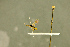  (Saotis compressiusculus - BC-ZSM-HYM-27566-E05)  @11 [ ] CreativeCommons - Attribution Non-Commercial Share-Alike (2016) SNSB, Staatliche Naturwissenschaftliche Sammlungen Bayerns ZSM (SNSB, Zoologische Staatssammlung Muenchen)