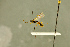  ( - BC-ZSM-HYM-27566-E06)  @11 [ ] CreativeCommons - Attribution Non-Commercial Share-Alike (2016) SNSB, Staatliche Naturwissenschaftliche Sammlungen Bayerns ZSM (SNSB, Zoologische Staatssammlung Muenchen)