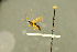  (Saotis compressiventris - BC-ZSM-HYM-27566-E07)  @11 [ ] CreativeCommons - Attribution Non-Commercial Share-Alike (2016) SNSB, Staatliche Naturwissenschaftliche Sammlungen Bayerns ZSM (SNSB, Zoologische Staatssammlung Muenchen)