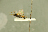  (Scopesis alpivagans - BC-ZSM-HYM-27566-F06)  @11 [ ] CreativeCommons - Attribution Non-Commercial Share-Alike (2016) SNSB, Staatliche Naturwissenschaftliche Sammlungen Bayerns ZSM (SNSB, Zoologische Staatssammlung Muenchen)