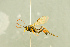  (Scopesis frontator - BC-ZSM-HYM-27566-F09)  @15 [ ] CreativeCommons - Attribution Non-Commercial Share-Alike (2016) SNSB, Staatliche Naturwissenschaftliche Sammlungen Bayerns ZSM (SNSB, Zoologische Staatssammlung Muenchen)