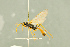  (Scopesis fraternal - BC-ZSM-HYM-27566-G01)  @11 [ ] CreativeCommons - Attribution Non-Commercial Share-Alike (2016) SNSB, Staatliche Naturwissenschaftliche Sammlungen Bayerns ZSM (SNSB, Zoologische Staatssammlung Muenchen)