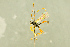  ( - BC-ZSM-HYM-27566-G06)  @11 [ ] CreativeCommons - Attribution Non-Commercial Share-Alike (2016) SNSB, Staatliche Naturwissenschaftliche Sammlungen Bayerns ZSM (SNSB, Zoologische Staatssammlung Muenchen)