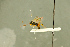  (Campodorus obscurus - BC-ZSM-HYM-27566-H01)  @11 [ ] CreativeCommons - Attribution Non-Commercial Share-Alike (2016) SNSB, Staatliche Naturwissenschaftliche Sammlungen Bayerns ZSM (SNSB, Zoologische Staatssammlung Muenchen)