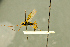  (Scopesis obscurus - BC-ZSM-HYM-27566-H02)  @11 [ ] CreativeCommons - Attribution Non-Commercial Share-Alike (2016) SNSB, Staatliche Naturwissenschaftliche Sammlungen Bayerns ZSM (SNSB, Zoologische Staatssammlung Muenchen)
