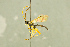  (Scopesis macropus - BC-ZSM-HYM-27566-H03)  @15 [ ] CreativeCommons - Attribution Non-Commercial Share-Alike (2016) SNSB, Staatliche Naturwissenschaftliche Sammlungen Bayerns ZSM (SNSB, Zoologische Staatssammlung Muenchen)