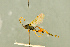  (Scopesis rubrotinctus - BC-ZSM-HYM-27566-H04)  @11 [ ] CreativeCommons - Attribution Non-Commercial Share-Alike (2016) SNSB, Staatliche Naturwissenschaftliche Sammlungen Bayerns ZSM (SNSB, Zoologische Staatssammlung Muenchen)