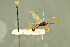  (Scopesis rufonotata - BC-ZSM-HYM-27566-H07)  @11 [ ] CreativeCommons - Attribution Non-Commercial Share-Alike (2016) SNSB, Staatliche Naturwissenschaftliche Sammlungen Bayerns ZSM (SNSB, Zoologische Staatssammlung Muenchen)