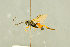  (Scopesis ulbrichti - BC-ZSM-HYM-27566-H10)  @14 [ ] CreativeCommons - Attribution Non-Commercial Share-Alike (2016) SNSB, Staatliche Naturwissenschaftliche Sammlungen Bayerns ZSM (SNSB, Zoologische Staatssammlung Muenchen)