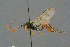  ( - BC-ZSM-HYM-27567-A01)  @13 [ ] CreativeCommons - Attribution Non-Commercial Share-Alike (2016) SNSB, Staatliche Naturwissenschaftliche Sammlungen Bayerns ZSM (SNSB, Zoologische Staatssammlung Muenchen)
