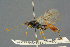  ( - BC-ZSM-HYM-27567-A02)  @14 [ ] CreativeCommons - Attribution Non-Commercial Share-Alike (2016) SNSB, Staatliche Naturwissenschaftliche Sammlungen Bayerns ZSM (SNSB, Zoologische Staatssammlung Muenchen)