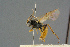  ( - BC-ZSM-HYM-27567-A04)  @11 [ ] CreativeCommons - Attribution Non-Commercial Share-Alike (2016) SNSB, Staatliche Naturwissenschaftliche Sammlungen Bayerns ZSM (SNSB, Zoologische Staatssammlung Muenchen)
