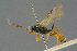  ( - BC-ZSM-HYM-27567-A05)  @11 [ ] CreativeCommons - Attribution Non-Commercial Share-Alike (2016) SNSB, Staatliche Naturwissenschaftliche Sammlungen Bayerns ZSM (SNSB, Zoologische Staatssammlung Muenchen)