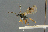  (Rhaestus femoralis - BC-ZSM-HYM-27567-A06)  @14 [ ] CreativeCommons - Attribution Non-Commercial Share-Alike (2016) SNSB, Staatliche Naturwissenschaftliche Sammlungen Bayerns ZSM (SNSB, Zoologische Staatssammlung Muenchen)