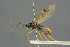  ( - BC-ZSM-HYM-27567-A07)  @11 [ ] CreativeCommons - Attribution Non-Commercial Share-Alike (2016) SNSB, Staatliche Naturwissenschaftliche Sammlungen Bayerns ZSM (SNSB, Zoologische Staatssammlung Muenchen)