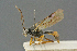  ( - BC-ZSM-HYM-27567-A08)  @11 [ ] CreativeCommons - Attribution Non-Commercial Share-Alike (2016) SNSB, Staatliche Naturwissenschaftliche Sammlungen Bayerns ZSM (SNSB, Zoologische Staatssammlung Muenchen)