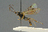  ( - BC-ZSM-HYM-27567-A09)  @11 [ ] CreativeCommons - Attribution Non-Commercial Share-Alike (2016) SNSB, Staatliche Naturwissenschaftliche Sammlungen Bayerns ZSM (SNSB, Zoologische Staatssammlung Muenchen)
