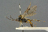  ( - BC-ZSM-HYM-27567-A10)  @11 [ ] CreativeCommons - Attribution Non-Commercial Share-Alike (2016) SNSB, Staatliche Naturwissenschaftliche Sammlungen Bayerns ZSM (SNSB, Zoologische Staatssammlung Muenchen)