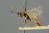  ( - BC-ZSM-HYM-27567-A12)  @13 [ ] CreativeCommons - Attribution Non-Commercial Share-Alike (2016) SNSB, Staatliche Naturwissenschaftliche Sammlungen Bayerns ZSM (SNSB, Zoologische Staatssammlung Muenchen)