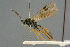  ( - BC-ZSM-HYM-27567-B01)  @11 [ ] CreativeCommons - Attribution Non-Commercial Share-Alike (2016) SNSB, Staatliche Naturwissenschaftliche Sammlungen Bayerns ZSM (SNSB, Zoologische Staatssammlung Muenchen)