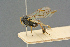  ( - BC-ZSM-HYM-27567-B04)  @11 [ ] CreativeCommons - Attribution Non-Commercial Share-Alike (2016) SNSB, Staatliche Naturwissenschaftliche Sammlungen Bayerns ZSM (SNSB, Zoologische Staatssammlung Muenchen)