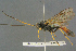  ( - BC-ZSM-HYM-27567-C10)  @11 [ ] CreativeCommons - Attribution Non-Commercial Share-Alike (2016) SNSB, Staatliche Naturwissenschaftliche Sammlungen Bayerns ZSM (SNSB, Zoologische Staatssammlung Muenchen)