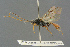  ( - BC-ZSM-HYM-27567-C11)  @11 [ ] CreativeCommons - Attribution Non-Commercial Share-Alike (2016) SNSB, Staatliche Naturwissenschaftliche Sammlungen Bayerns ZSM (SNSB, Zoologische Staatssammlung Muenchen)