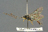  ( - BC-ZSM-HYM-27567-C12)  @11 [ ] CreativeCommons - Attribution Non-Commercial Share-Alike (2016) SNSB, Staatliche Naturwissenschaftliche Sammlungen Bayerns ZSM (SNSB, Zoologische Staatssammlung Muenchen)