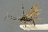  ( - BC-ZSM-HYM-27567-D02)  @11 [ ] CreativeCommons - Attribution Non-Commercial Share-Alike (2016) SNSB, Staatliche Naturwissenschaftliche Sammlungen Bayerns ZSM (SNSB, Zoologische Staatssammlung Muenchen)