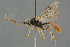  ( - BC-ZSM-HYM-27567-D03)  @11 [ ] CreativeCommons - Attribution Non-Commercial Share-Alike (2016) SNSB, Staatliche Naturwissenschaftliche Sammlungen Bayerns ZSM (SNSB, Zoologische Staatssammlung Muenchen)