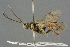  ( - BC-ZSM-HYM-27567-D04)  @11 [ ] CreativeCommons - Attribution Non-Commercial Share-Alike (2016) SNSB, Staatliche Naturwissenschaftliche Sammlungen Bayerns ZSM (SNSB, Zoologische Staatssammlung Muenchen)