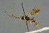  ( - BC-ZSM-HYM-27567-D12)  @11 [ ] CreativeCommons - Attribution Non-Commercial Share-Alike (2016) SNSB, Staatliche Naturwissenschaftliche Sammlungen Bayerns ZSM (SNSB, Zoologische Staatssammlung Muenchen)