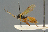  (Sympherta antilope - BC-ZSM-HYM-27567-E10)  @14 [ ] CreativeCommons - Attribution Non-Commercial Share-Alike (2016) SNSB, Staatliche Naturwissenschaftliche Sammlungen Bayerns ZSM (SNSB, Zoologische Staatssammlung Muenchen)