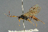  ( - BC-ZSM-HYM-27567-F04)  @11 [ ] CreativeCommons - Attribution Non-Commercial Share-Alike (2016) SNSB, Staatliche Naturwissenschaftliche Sammlungen Bayerns ZSM (SNSB, Zoologische Staatssammlung Muenchen)